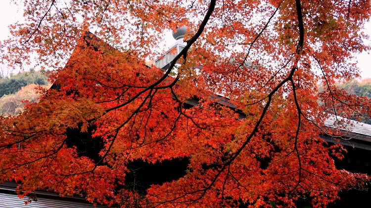 紅宴の秋　～瑞泉寺～_d0085025_16562955.jpg