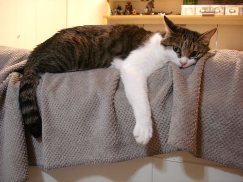 ペット百科 ネコたちの詩 Samuraiの気になる映画 A