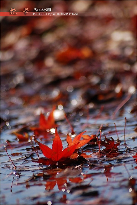 紅葉　2009　　小石川後楽園、　代々木公園_c0095342_22144684.jpg