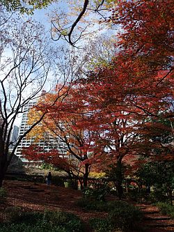 日比谷公園の紅葉_e0080345_17371034.jpg