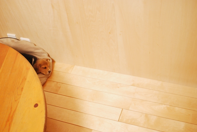 狭い家の狭いところ Dogdeco Home ドッグデコ ホーム 犬と暮らす家の日記 狭い家の狭いところ Dogdeco Home ドッグデコ ホーム 犬と暮らす家の日記