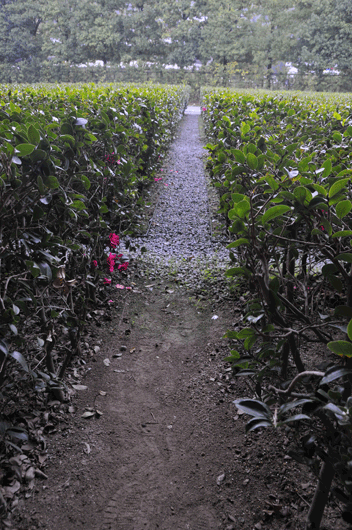 c0093046_8545792.gif