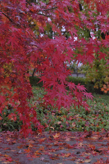 c0093046_8551216.gif
