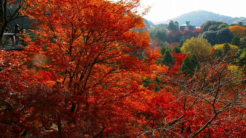 京のもみじ路２００９ （東山 清水寺の紅葉 ）（2009年12月12日)_c0119555_2331129.jpg