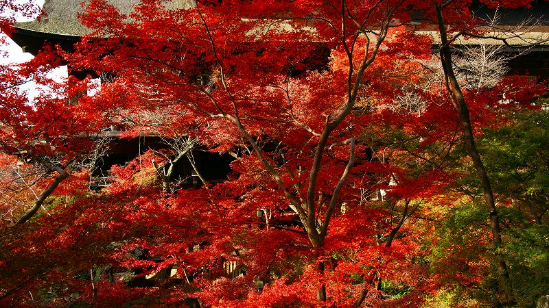 京のもみじ路２００９ （東山 清水寺の紅葉 ）（2009年12月12日)_c0119555_233335.jpg