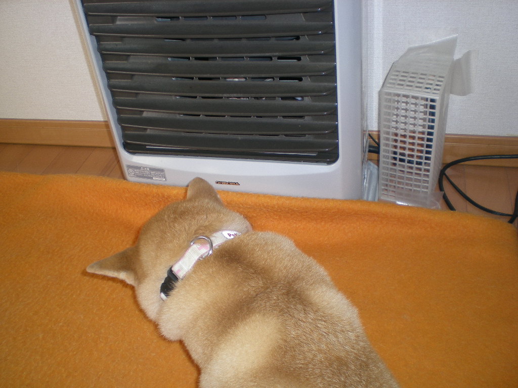 2009年12月12日(土)えっ?猫が外で犬が家?_f0060461_9134258.jpg