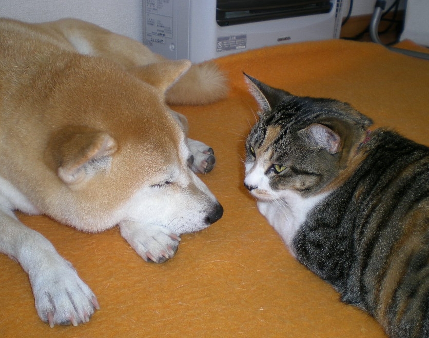 2009年12月12日(土)えっ?猫が外で犬が家?_f0060461_9233289.jpg