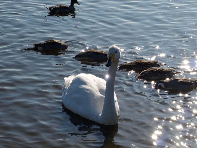 ♪ウトナイの湖畔～_d0153062_10244840.jpg