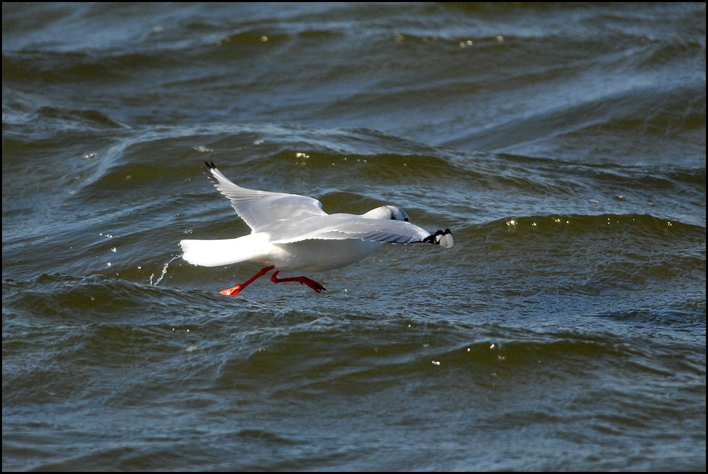 成鳥と若鳥の餌捕り_c0198669_18434621.jpg