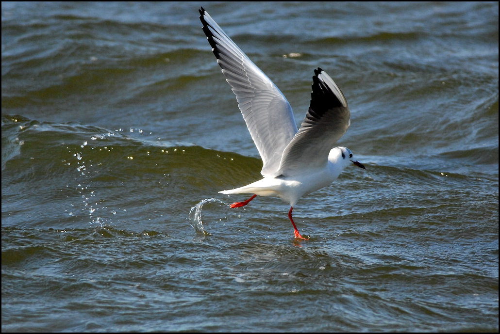 成鳥と若鳥の餌捕り_c0198669_1844130.jpg