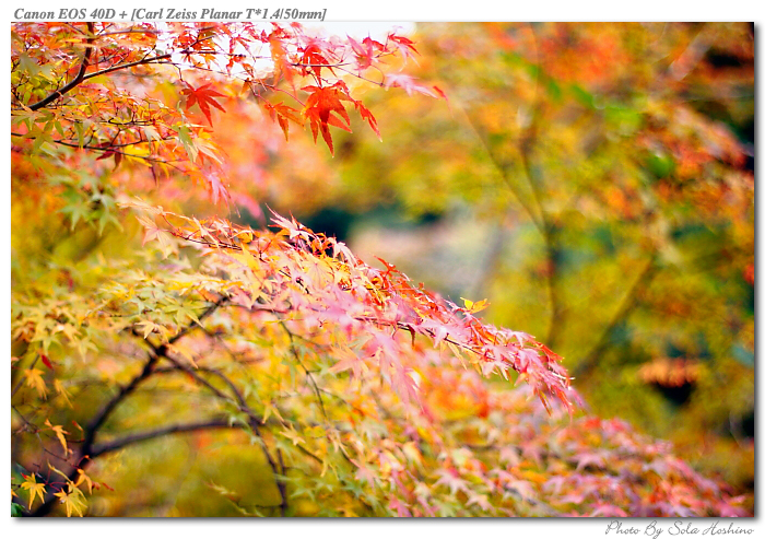 Memories of autumn_b0067977_21234936.jpg