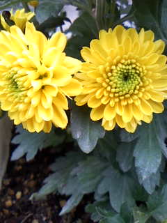 c0037701_2313362.jpg