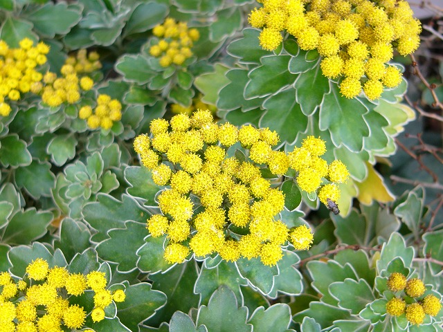 a0123003_19305927.jpg