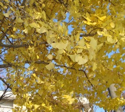 c0052304_4472815.jpg