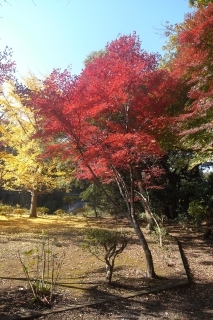 八幡宮の紅葉_a0006306_23134811.jpg