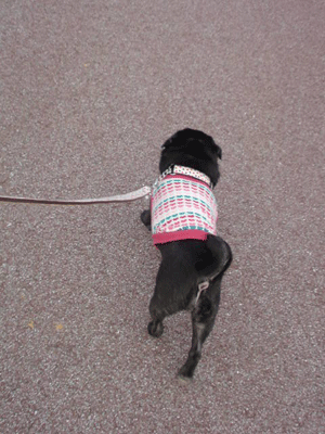 a0074110_9143074.gif
