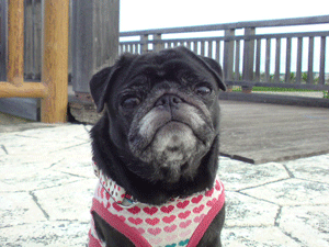 a0074110_9145163.gif