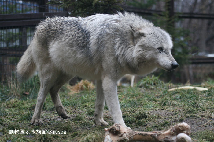 動物園でフラッシュ撮影お断り 蔵出し写真館 動物園でフラッシュ撮影お断り 蔵出し写真館