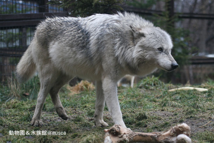 動物園でフラッシュ撮影お断り 蔵出し写真館