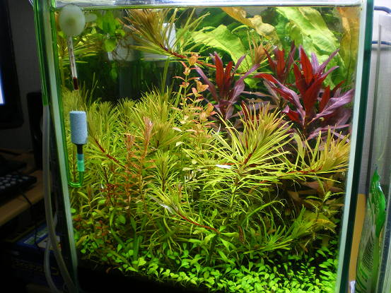 水槽紹介 ４０ｃｍフレームレス水槽 Mizuiro Minica