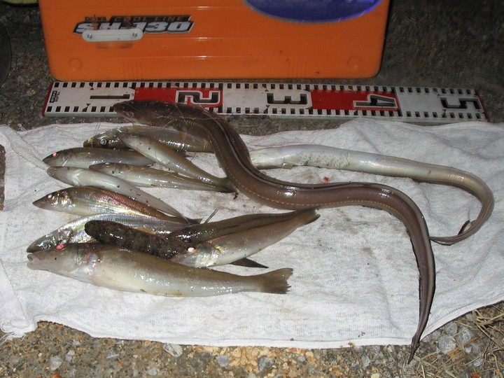 大ギスの釣れるタイミングが見えてこない すすむの気まぐれ釣り日記