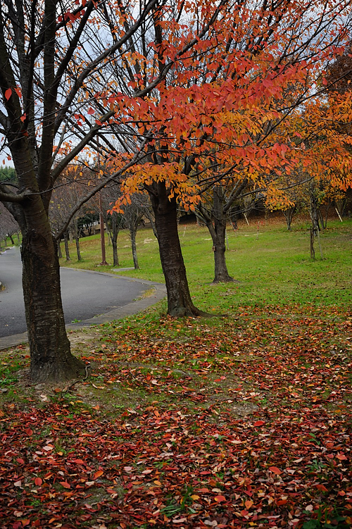 桜紅葉_f0129532_195081.jpg