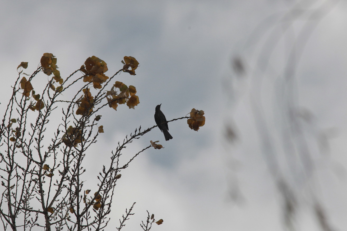 秋冬の鳥撮り（４３）ヒヨドリ_e0022344_21544292.jpg