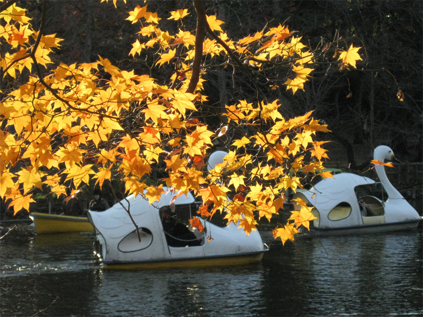 紅葉の井の頭公園_b0167256_8413036.jpg