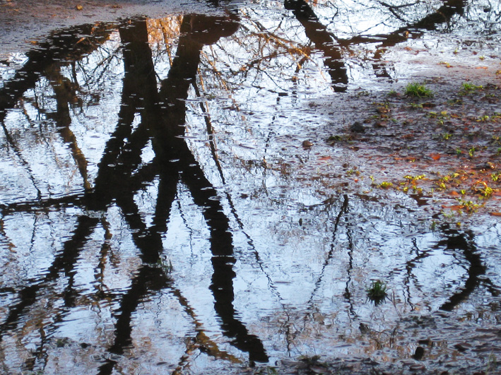 紅葉の井の頭公園_b0167256_90329.jpg