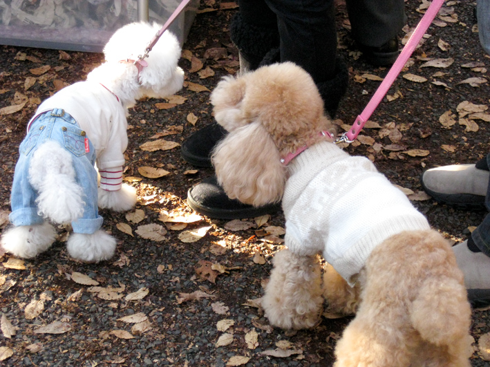 紅葉の井の頭公園_b0167256_9112810.jpg