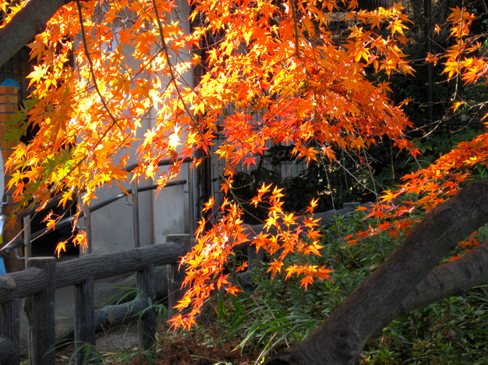 紅葉の井の頭公園_b0167256_941385.jpg