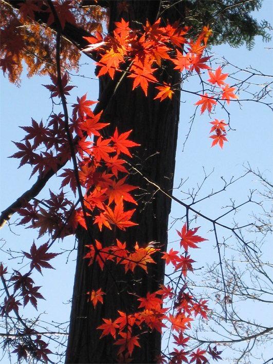 紅葉の井の頭公園_b0167256_9934100.jpg