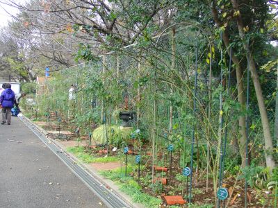 12月月例会/ツルバラ誘引_a0094959_2312238.jpg
