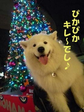 ★コジャレタ街はクリスマスでし編★_e0176159_2242363.jpg