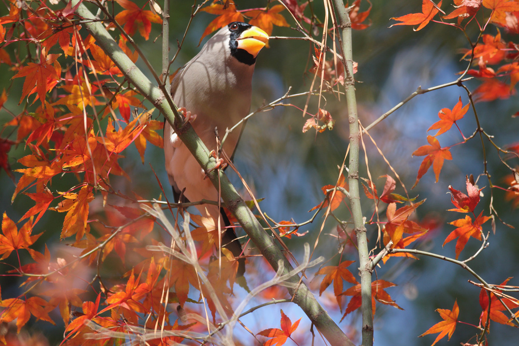 鳥の季節です_d0148060_211441.jpg