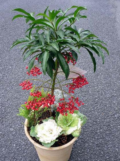 万両の寄せ植え 健気に育つ植物たち 万両の寄せ植え 健気に育つ植物たち