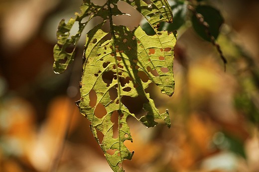 e0190885_15212826.jpg