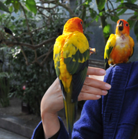 掛川花鳥園（静岡）_b0142989_2037163.jpg