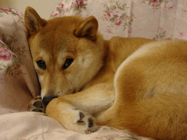 私のクリスマスソング_a0126590_6363595.jpg
