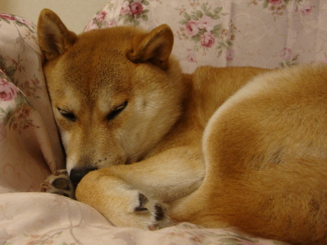 私のクリスマスソング_a0126590_6365333.jpg