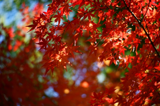 清涼寺の残り紅葉_e0177413_22462542.jpg