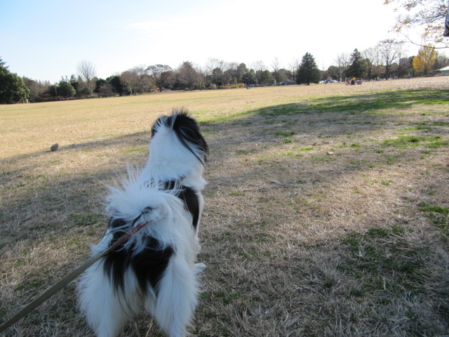 ひなちゃんと公園に_c0200916_1532984.jpg