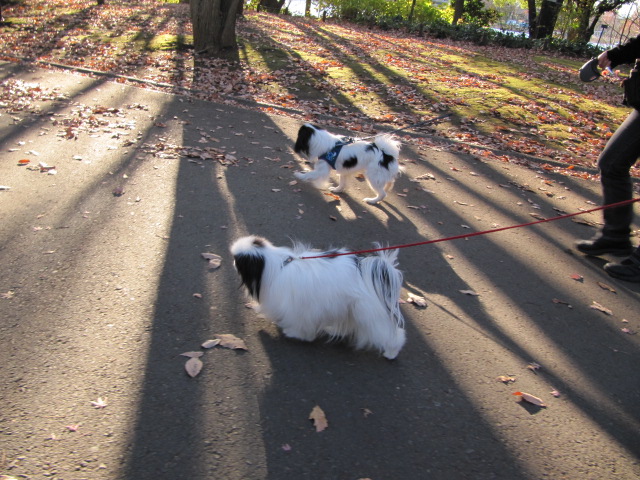 ひなちゃんと公園に_c0200916_1582833.jpg