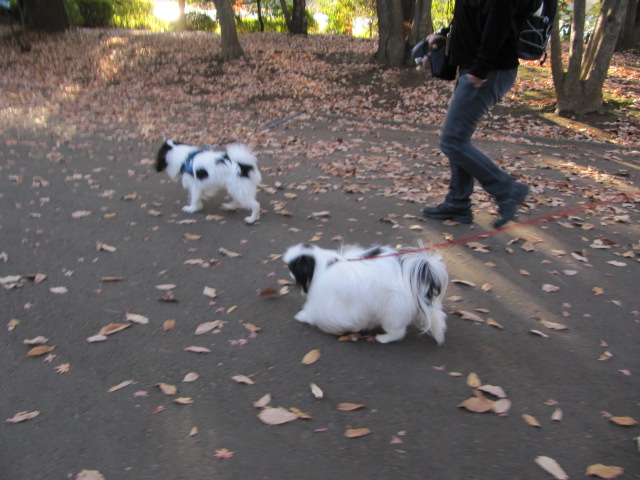 ひなちゃんと公園に_c0200916_202171.jpg