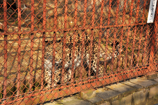 クリスマス仕様な東山動物園_b0169630_1926104.jpg