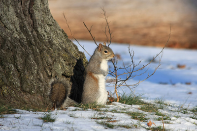 024 High Park ~水鳥はどこへ?~_c0211532_4104447.jpg