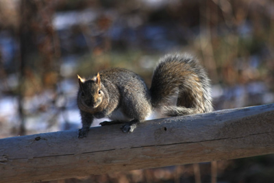 024 High Park ~水鳥はどこへ?~_c0211532_4111558.jpg