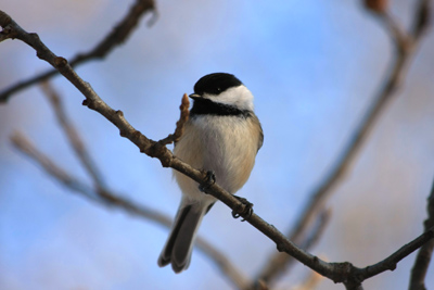 024 High Park ~水鳥はどこへ?~_c0211532_4212266.jpg