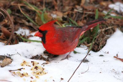 024 High Park ~水鳥はどこへ?~_c0211532_603610.jpg