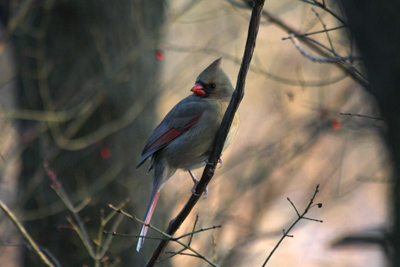 024 High Park ~水鳥はどこへ?~_c0211532_611845.jpg